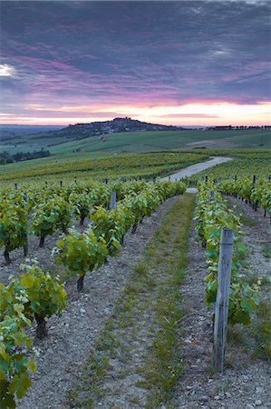 Vineyards, Sancerre, Cher, Loire Valley, Centre, France, Europe Foto de stock - Con derechos protegidos, Código: 841-06034356