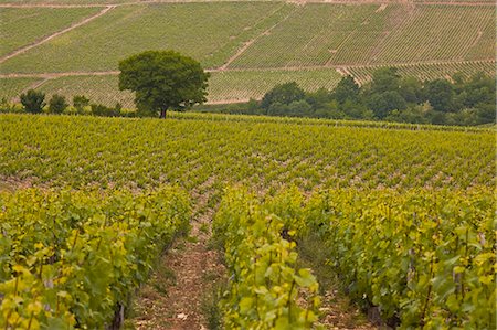 Vignobles, Prehy, Bourgogne, France, Europe Photographie de stock - Rights-Managed, Code: 841-06034358