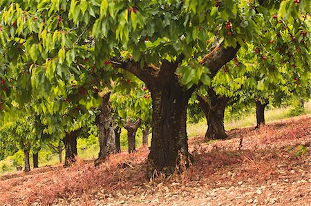 Cherry trees, Irancy, Burgundy, France, Europe Stock Photo - Rights-Managed, Code: 841-06034360