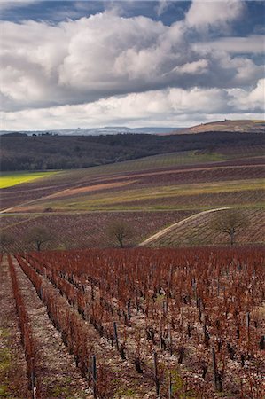 Vineyards, Sancerre, Cher, Loire Valley, Centre, France, Europe Stock Photo - Rights-Managed, Code: 841-06034414
