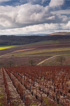 Vineyards, Sancerre, Cher, Loire Valley, Centre, France, Europe Foto de stock - Con derechos protegidos, Código: 841-06034414