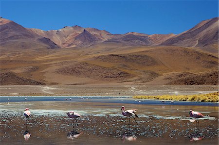 simsearch:841-03675108,k - Flamants roses à boire dans une lagune, sud ouest Bolivie, en Amérique du Sud Photographie de stock - Rights-Managed, Code: 841-06034516