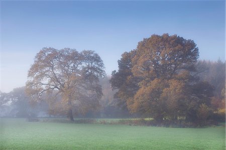 emergence - Arbres brumeuses, vallée d'Exe, Devon, Angleterre, Royaume-Uni, Europe Photographie de stock - Rights-Managed, Code: 841-06030576