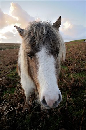 simsearch:862-03353083,k - Dartmoor pony, Dartmoor, Devon, England, United Kingdom, Europe Foto de stock - Con derechos protegidos, Código: 841-06030635