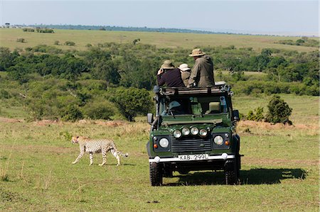 safaris - Cheetah, (Acynonix jubatus), Masai Mara, Kenya, East Africa, Africa Stock Photo - Rights-Managed, Code: 841-06030892