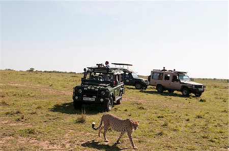 Cheetah, (Acynonix jubatus), Masai Mara, Kenya, East Africa, Africa Stock Photo - Rights-Managed, Code: 841-06030893