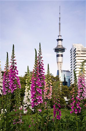 Albert Park, Auckland, North Island, New Zealand, Pacific Foto de stock - Direito Controlado, Número: 841-06030970