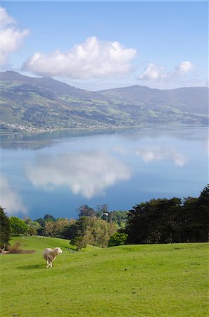 Otago Harbour, Otago Peninsula, Otago, South Island, New Zealand, Pacific Foto de stock - Con derechos protegidos, Código: 841-06030991