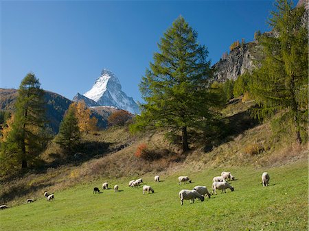 sheep on hill - Zermatt, Valais, Swiss Alps, Switzerland, Europe Stock Photo - Rights-Managed, Code: 841-06031015