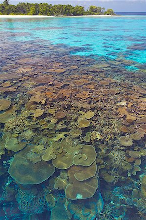 Coral plates, lagoon and tropical island, Maldives, Indian Ocean, Asia Foto de stock - Con derechos protegidos, Código: 841-06031397