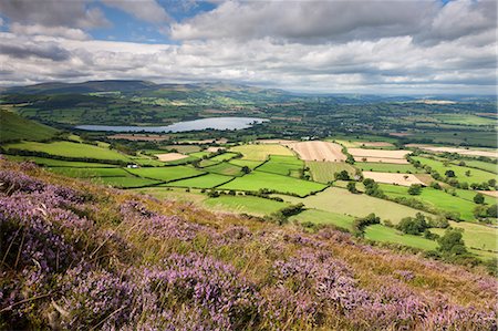 simsearch:841-06033043,k - Rolling countryside of the Brecon Beacons from the heather covered slopes of Mynydd Llangorse, Powys, Wales, United Kingdom, Europe Foto de stock - Direito Controlado, Número: 841-06031518