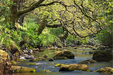 somerset - Twisted trees overhang a rocky Badgworthy Water in the Doone Valley, Exmoor, Somerset, England, United Kingdom, Europe Foto de stock - Direito Controlado, Número: 841-06031511