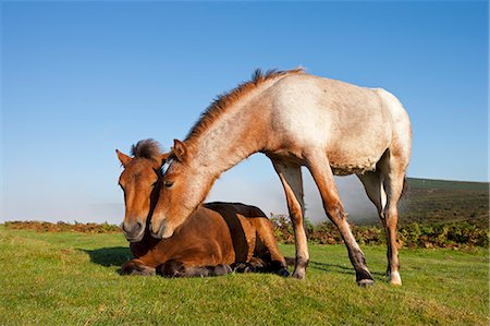 puledro - Dartmoor pony foals on the open moorland, Dartmoor, Devon, England, United Kingdom, Europe Fotografie stock - Rights-Managed, Codice: 841-06031528