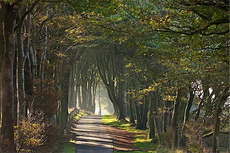 simsearch:841-06031550,k - Autumnal tree lined lane, Dartmoor, Devon, England, United Kingdom, Europe Foto de stock - Con derechos protegidos, Código: 841-06031530