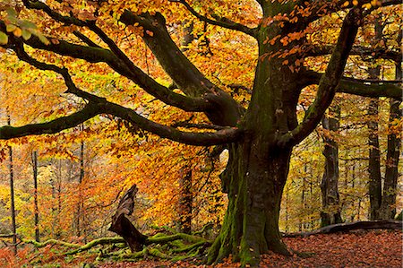 Beech tree with beautiful golden autumnal colours, Lake District, Cumbria, England, United Kingdom, Europe Foto de stock - Con derechos protegidos, Código: 841-06031551