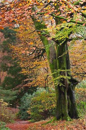 deciduous tree - Deciduous woodland with beautiful autumn colours, Grasmere, Lake District, Cumbria, England, United Kingdom, Europe Stock Photo - Rights-Managed, Code: 841-06031565