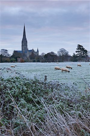 sheep winter - Salisbury Cathedral on a frosty winter morning, from across the Water Meadows, Salisbury, Wiltshire, England, United Kingdom, Europe Stock Photo - Rights-Managed, Code: 841-06031577