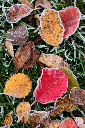 Frosted autumn leaves, Salisbury, Wiltshire, England, United Kingdom, Europe Foto de stock - Con derechos protegidos, Código: 841-06031578