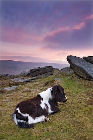 shetlandpony - Shetlandpony ruht auf Dartmoor Moorlandschaft bei Sonnenaufgang, Belstone Tor, Dartmoor, Devon, England, Vereinigtes Königreich, Europa Stockbilder - Lizenzpflichtiges, Bildnummer: 841-06031597