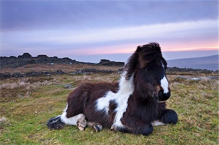 simsearch:841-05962036,k - Shetland pony resting on Dartmoor moorland at sunrise, Belstone Tor, Dartmoor, Devon, England, United Kingdom, Europe Foto de stock - Direito Controlado, Número: 841-06031598