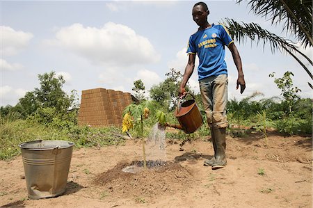 Man watering plants, Tori, Benin, West Africa, Africa Stock Photo - Rights-Managed, Code: 841-06032040