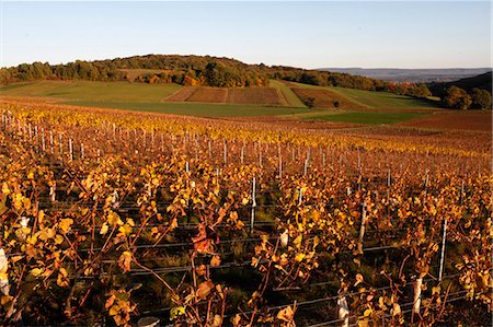 Burgundy vineyard, Culles-les-Roches, Saone-et-Loire, Burgundy, France, Europe Fotografie stock - Rights-Managed, Codice: 841-06032182