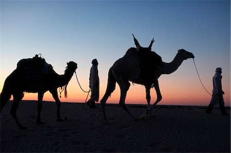 Pilotes de chameau au crépuscule dans le Sahara désert, près de Douz, Kébili, Tunisie, l'Afrique du Nord, Afrique Photographie de stock - Rights-Managed, Code: 841-06032487