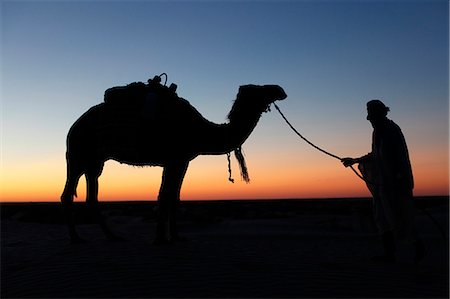 Chamelier au crépuscule dans le désert du Sahara, près de Douz, Kébili, Tunisie, l'Afrique du Nord, Afrique Photographie de stock - Rights-Managed, Code: 841-06032488