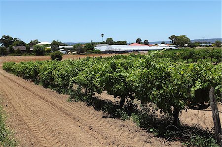 simsearch:841-07202653,k - Vines ripen in a vineyard in the Swan Valley, a major wine producing area, near Guildford, Western Australia, Australia, Pacific Foto de stock - Con derechos protegidos, Código: 841-06032597