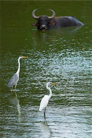 eastern province - Grande Aigrette, héron cendré et le buffle dans un étang au Parc National Quentin, anciennement Yala East, Quentin, Province orientale, Sri Lanka, Asie Photographie de stock - Rights-Managed, Code: 841-06032722