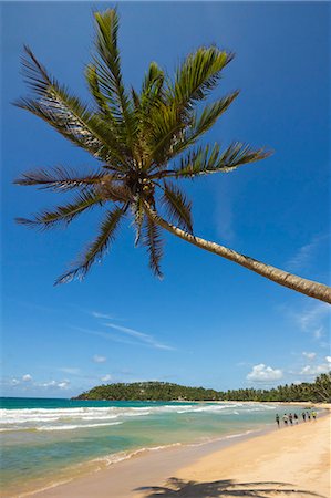 sri lanka nature photography - Palm tree and west point of the south coast whale watch surf beach at Mirissa, near Matara, Southern Province, Sri Lanka, Asia Stock Photo - Rights-Managed, Code: 841-06032738