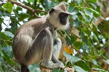 simsearch:841-06032722,k - Grau (Hanuman) Hanuman-Langur-Affen in dieser heiligen Wallfahrt Stadt, oft betteln in Tempeln, Kataragama, Uva Provinz, Sri Lanka, Asien Stockbilder - Lizenzpflichtiges, Bildnummer: 841-06032731