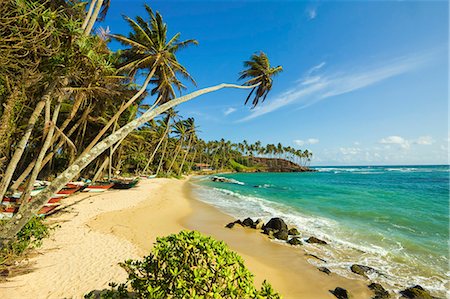 southern province - Palm trees at the eastern end of the south coast whale watch surf beach at Mirissa, near Matara, Southern Province, Sri Lanka, Asia Foto de stock - Con derechos protegidos, Código: 841-06032753