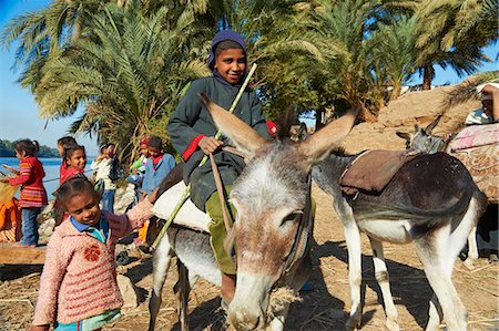 donkeys africa - Village de Ramadi, vallée du Nil entre Louxor et Assouan, en Égypte, en Afrique du Nord, Afrique Photographie de stock - Rights-Managed, Code: 841-06032943