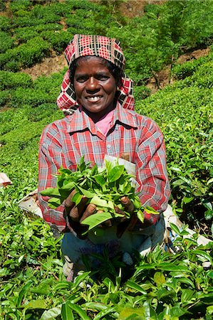 plucking - Tamil worker on a tea plantation, Munnar, Kerala, India, Asia Stock Photo - Rights-Managed, Code: 841-06032997