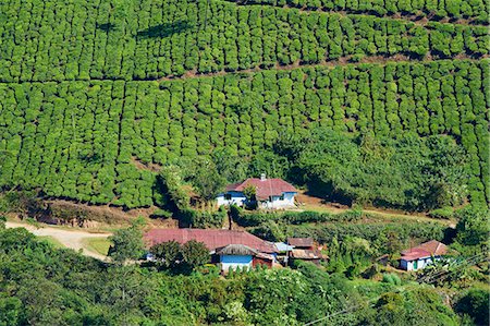 plantation (exploitation agricole) - Tea plantation, Munnar, Kerala, Inde, Asie Photographie de stock - Rights-Managed, Code: 841-06032998