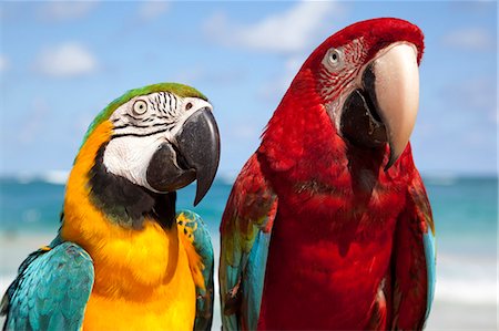 deux animaux - Perroquets multicolores, Punta Cana, République dominicaine, Antilles, Caraïbes, Amérique centrale Photographie de stock - Rights-Managed, Code: 841-06033127