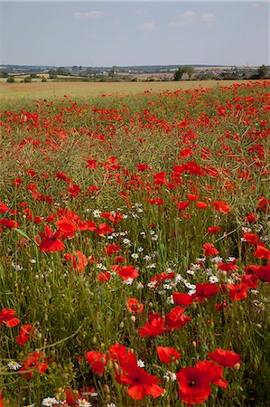 Poppy field near Mansfield, Nottinghamshire, England, United Kingdom, Europe Foto de stock - Con derechos protegidos, Código: 841-06033145