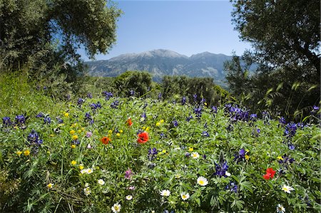 physical geography - Spring flowers, White Mountains (Lefka Ori), Chania region, Crete, Greek Islands, Greece, Europe Stock Photo - Rights-Managed, Code: 841-06033535