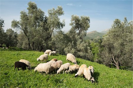 rethymno - Schafe im Olivenhain, Patsos, Rethimnon (Rethymno) Region, Kreta, griechische Inseln, Griechenland, Europa Stockbilder - Lizenzpflichtiges, Bildnummer: 841-06033547