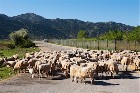 Sheep on road, Omalos Plain, Chania region, Crete, Greek Islands, Greece, Europe Stock Photo - Rights-Managed, Code: 841-06033556