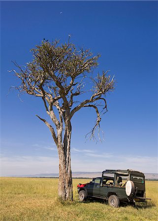 Un arrêt pique-nique paisible dans le Masai Mara, Kenya, Afrique de l'est Afrique Photographie de stock - Rights-Managed, Code: 841-06033809