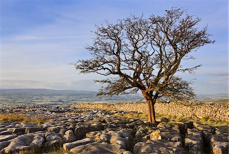 Early morning in autumn on Twistleton Scars in the Yorkshire Dales, Yorkshire, England, United Kingdom, Europe Foto de stock - Con derechos protegidos, Código: 841-06033802