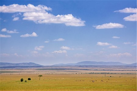 Zebra, topi et autres antilope dans les plaines de la Masai Mara, Kenya, Afrique de l'est, Afrique Photographie de stock - Rights-Managed, Code: 841-06033812