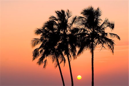 palm tree lights - Agonda Beach, Goa, India, Asia Foto de stock - Con derechos protegidos, Código: 841-06033983