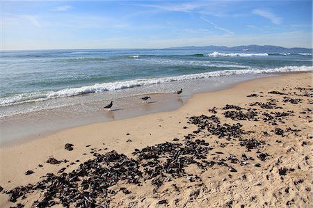 sea weed - Hermosa Beach, Los Angeles, California, United States of America, North America Stock Photo - Rights-Managed, Code: 841-06344035