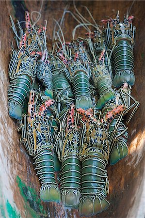 solomon islands - Fresh lobster catch in the Marovo Lagoon, Solomon Islands, Pacific Foto de stock - Con derechos protegidos, Código: 841-06344114