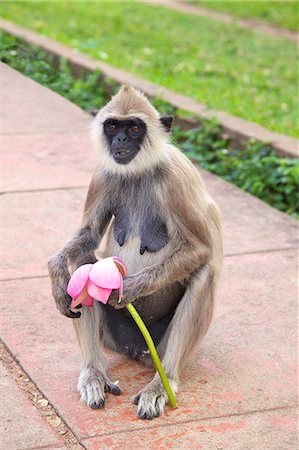 Tufted gray langur eating lotus flower (semnopithecus priam),  Anuradhapura, Sri Lanka Stock Photo - Rights-Managed, Code: 841-06344375