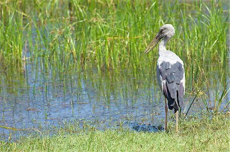 sri lankan - Asian Openbill (anastomus oscitans), Yala National Park, Sri Lanka, Asia Foto de stock - Con derechos protegidos, Código: 841-06344448