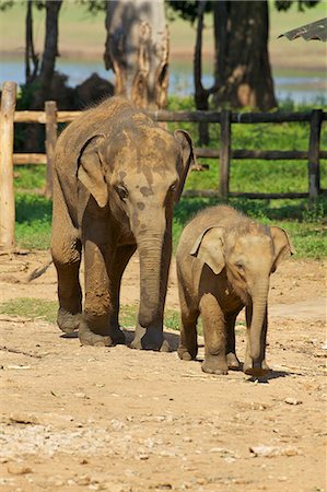 Baby Asian elephants, Uda Walawe Elephant Transit Home, Sri Lanka, Asia Foto de stock - Con derechos protegidos, Código: 841-06344440